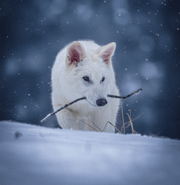 Colossal Biosciences Dire Wolf